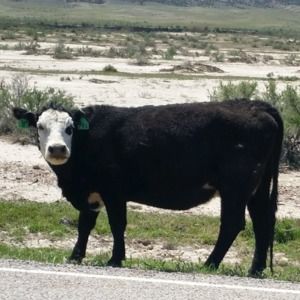 Meet your Posher, Tom